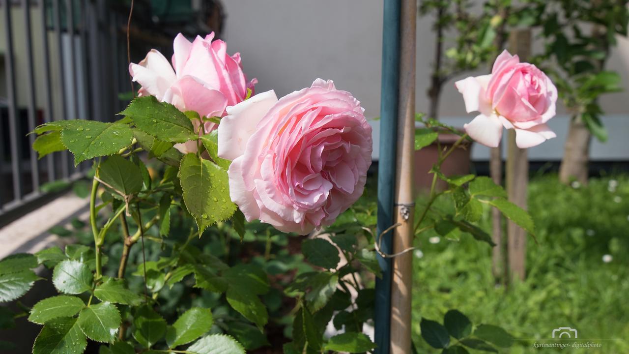 Kreuzstein Bed&Breakfast อัปเปียโน ซุลลา สตราดา เดล วีโน ภายนอก รูปภาพ